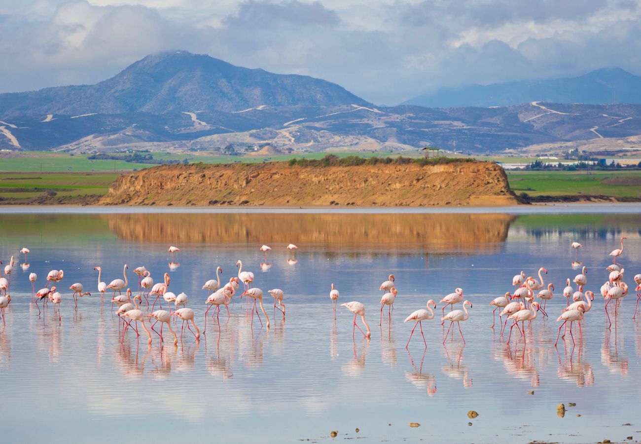 Apartment in Larnaca - STAY McKenzie Mile